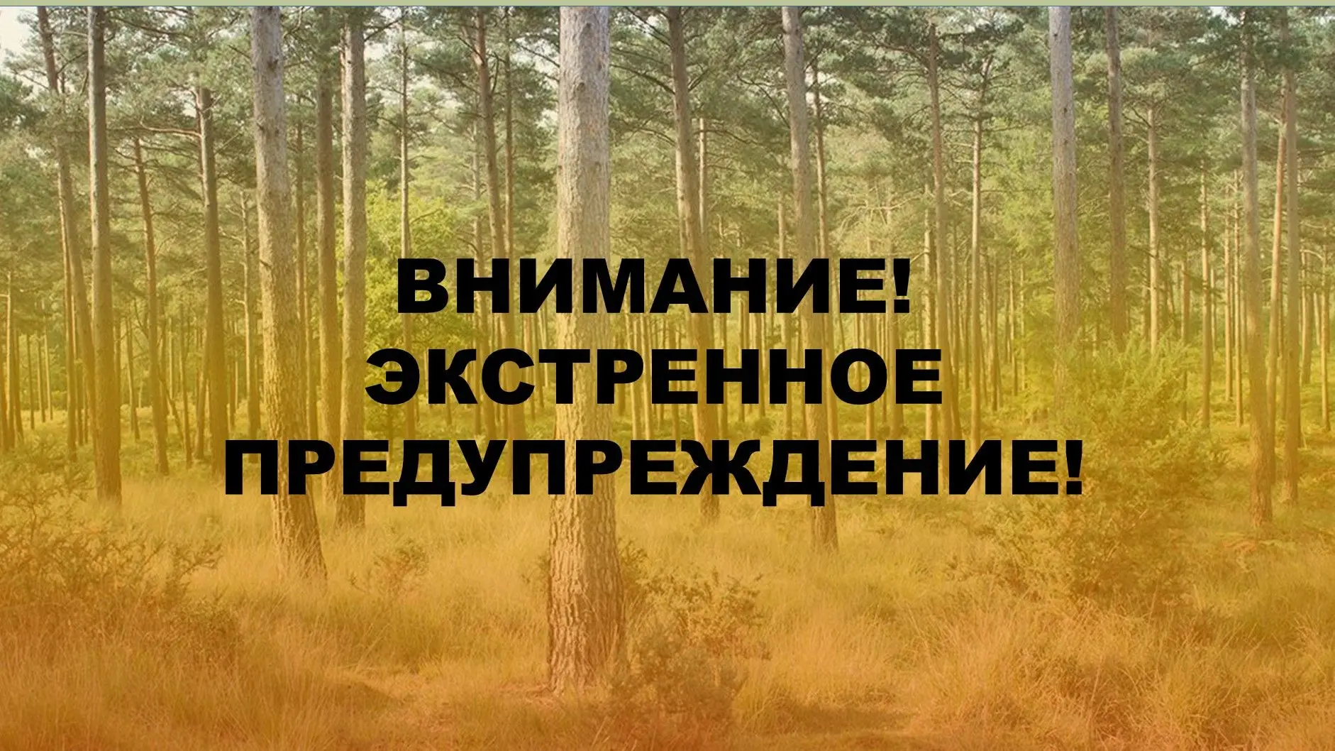 🚨 СРОЧНОЕ ПРЕДУПРЕЖДЕНИЕ: На юге Воронежской области введен максимальный V класс пожар...