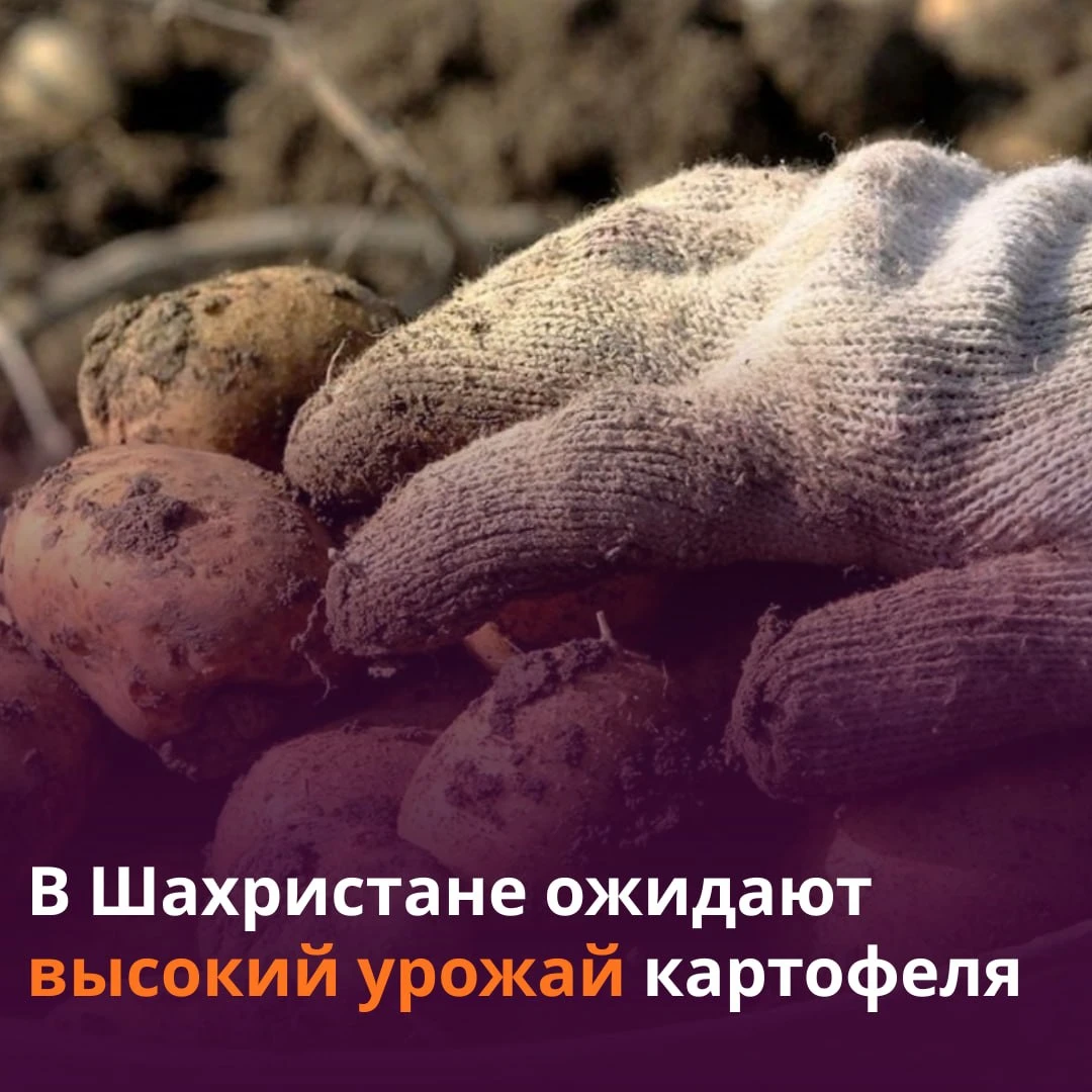 🥔 В Шахристанском районе Согда хотят собрать более 100 тыс. тонн картофеля.