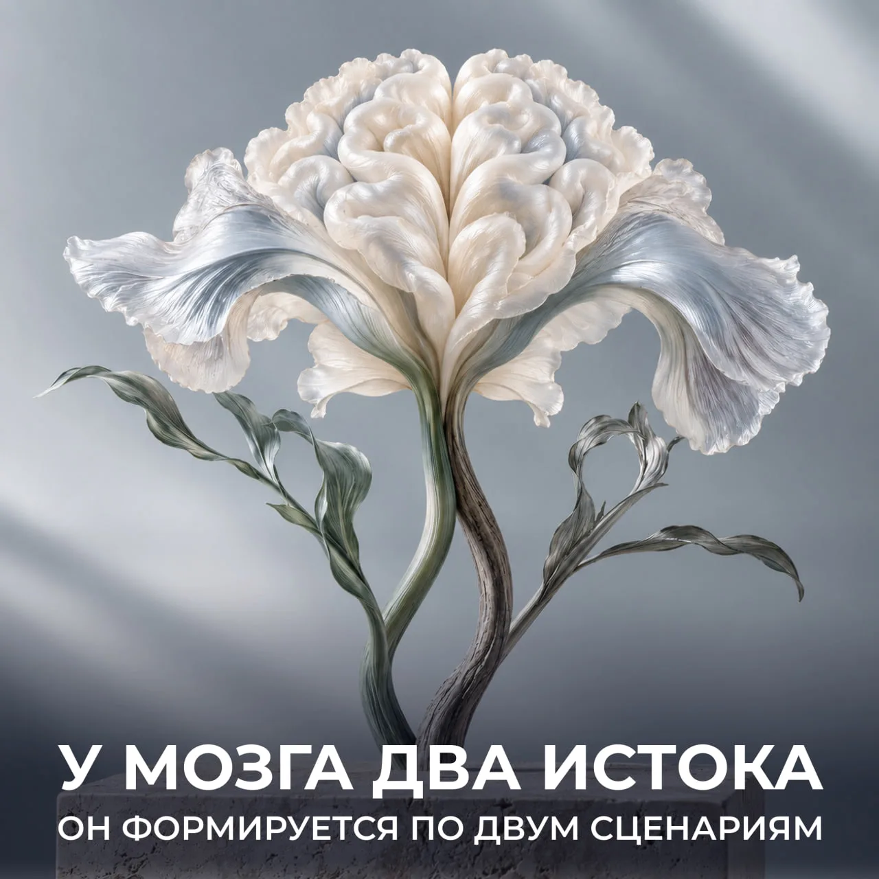У мозга два истока