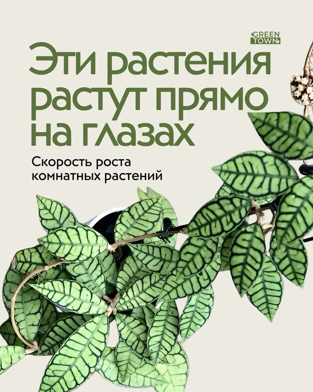 Эти растения не заставят долго ждать новых листьев.🌱😉

#растения 

Подписаться