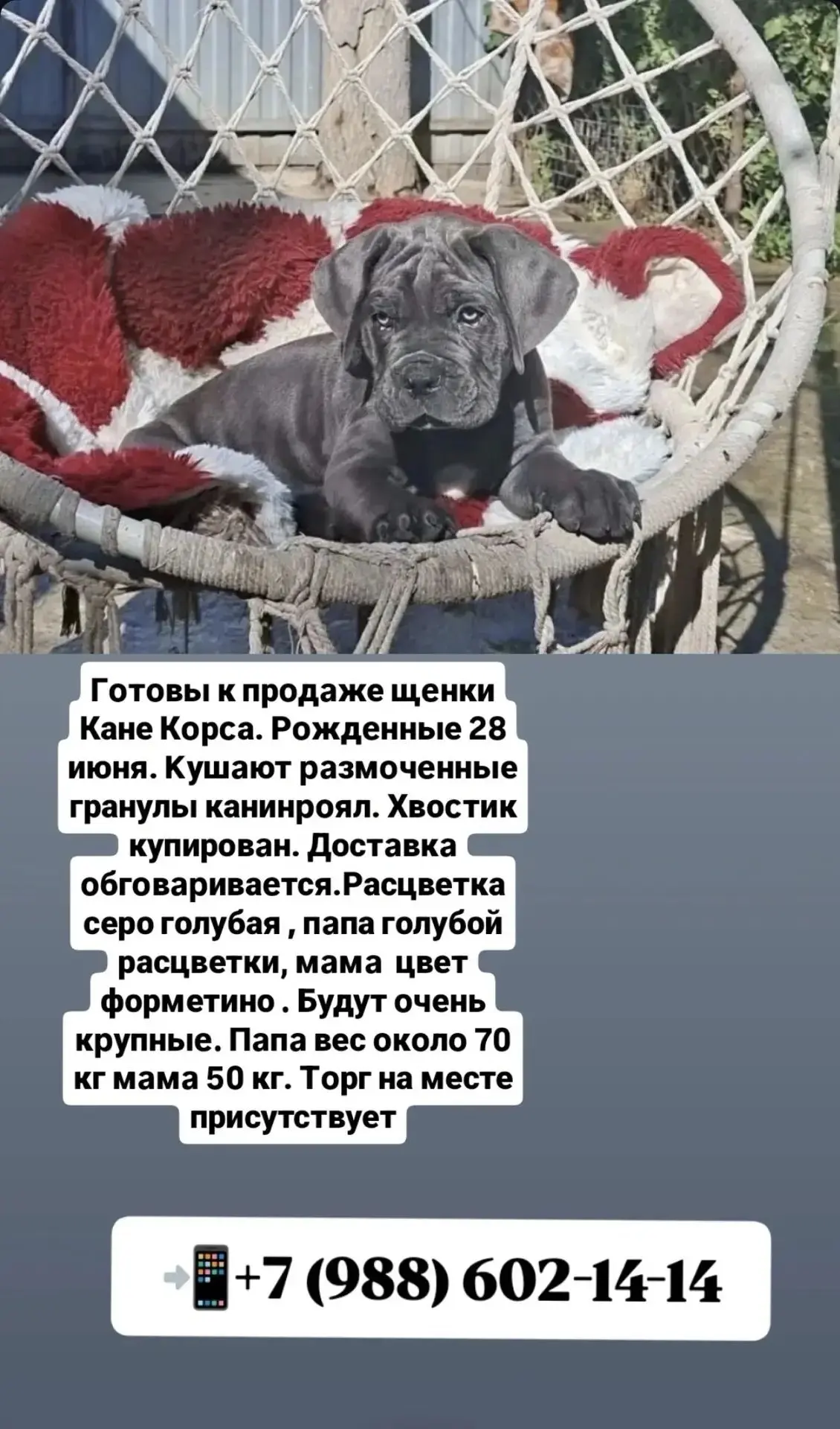 В наличии остались 2 девочки и 1 мальчик. Прививки и документы имеются. Место нахождени...
