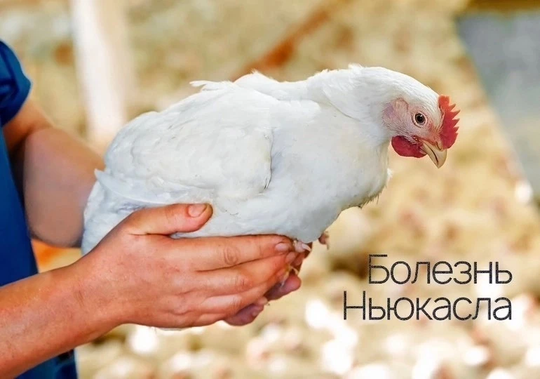 Болезнь Ньюкасла (псевдочума, азиатская чума) — это высококонтагиозное вирусное заболевание птиц из 