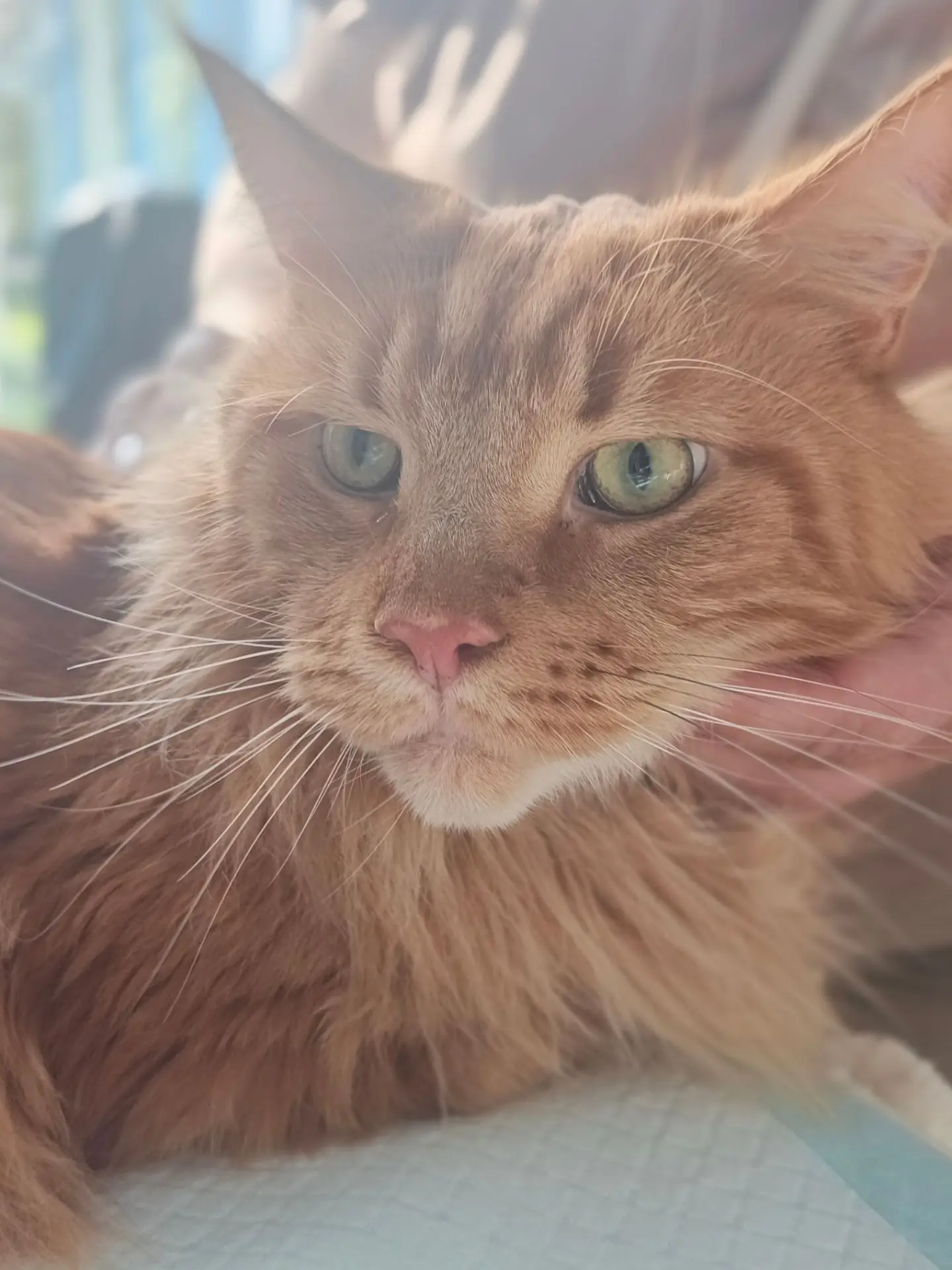 Наши пациенты 🐾