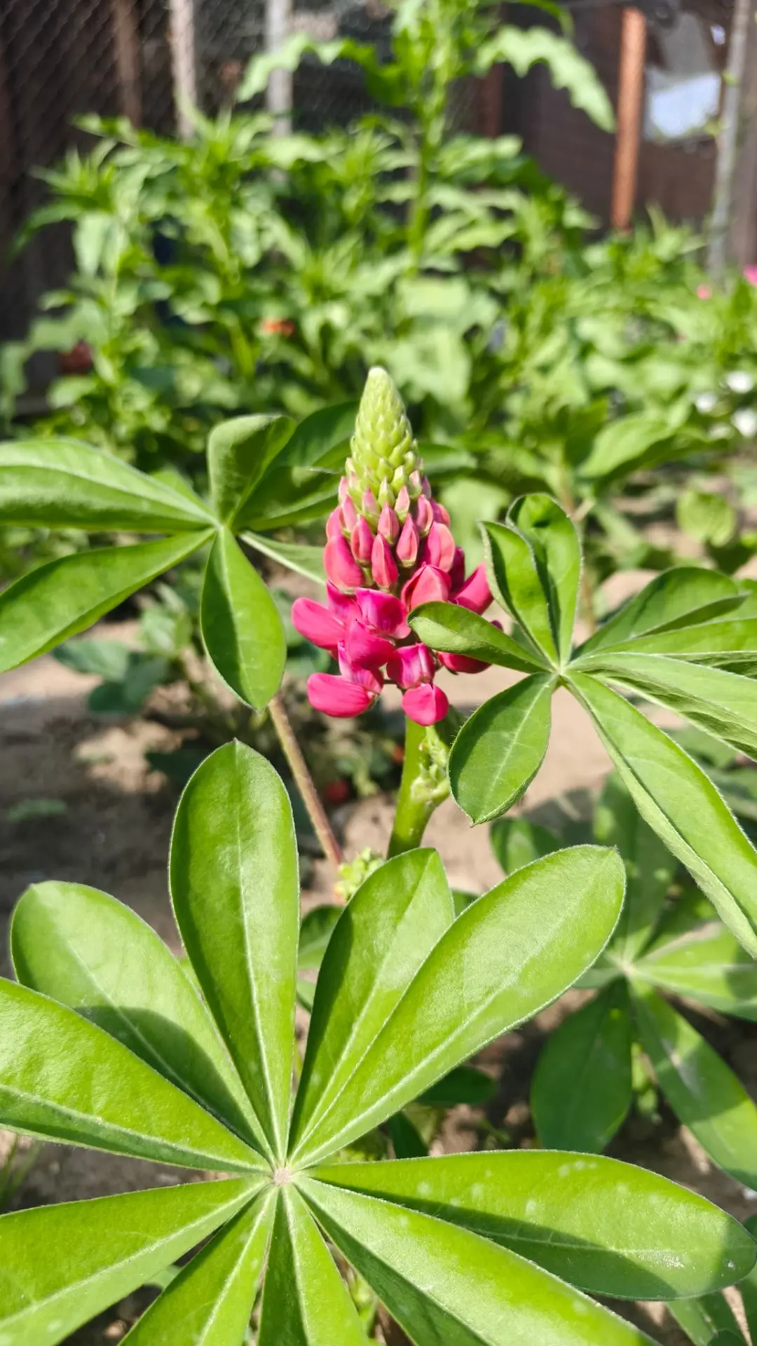 Доброе утро! ☀️

В этом году цветы🌷 особенно радуют глаз. Делюсь этой красотой с вами! 🌸

Пусть де