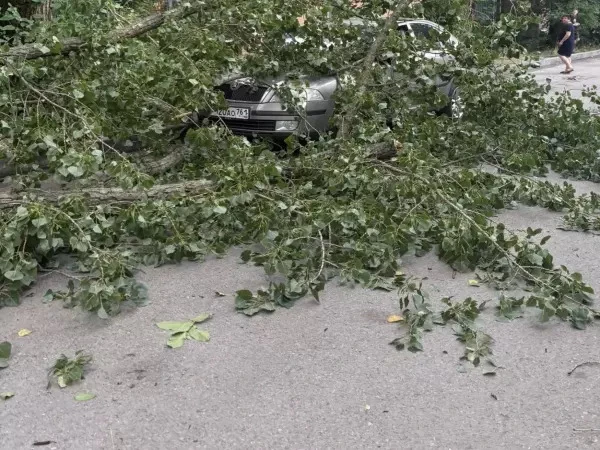 😮В Ростове на 1-й Краснодарской огромная ветка упала на припаркованную машину