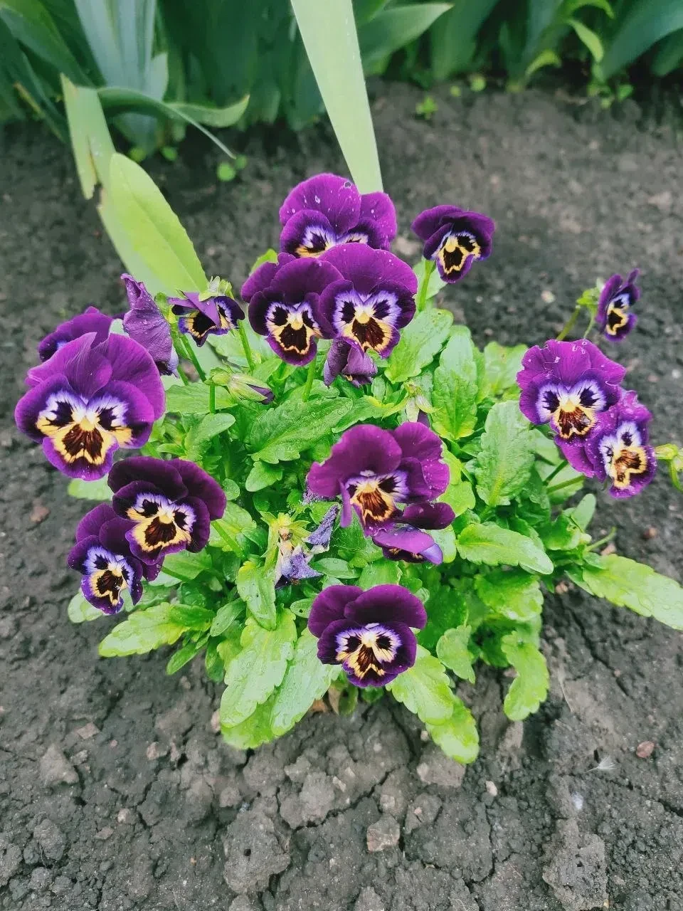 С добрым утром! 😇💐
#Измалково #СельскийВосход