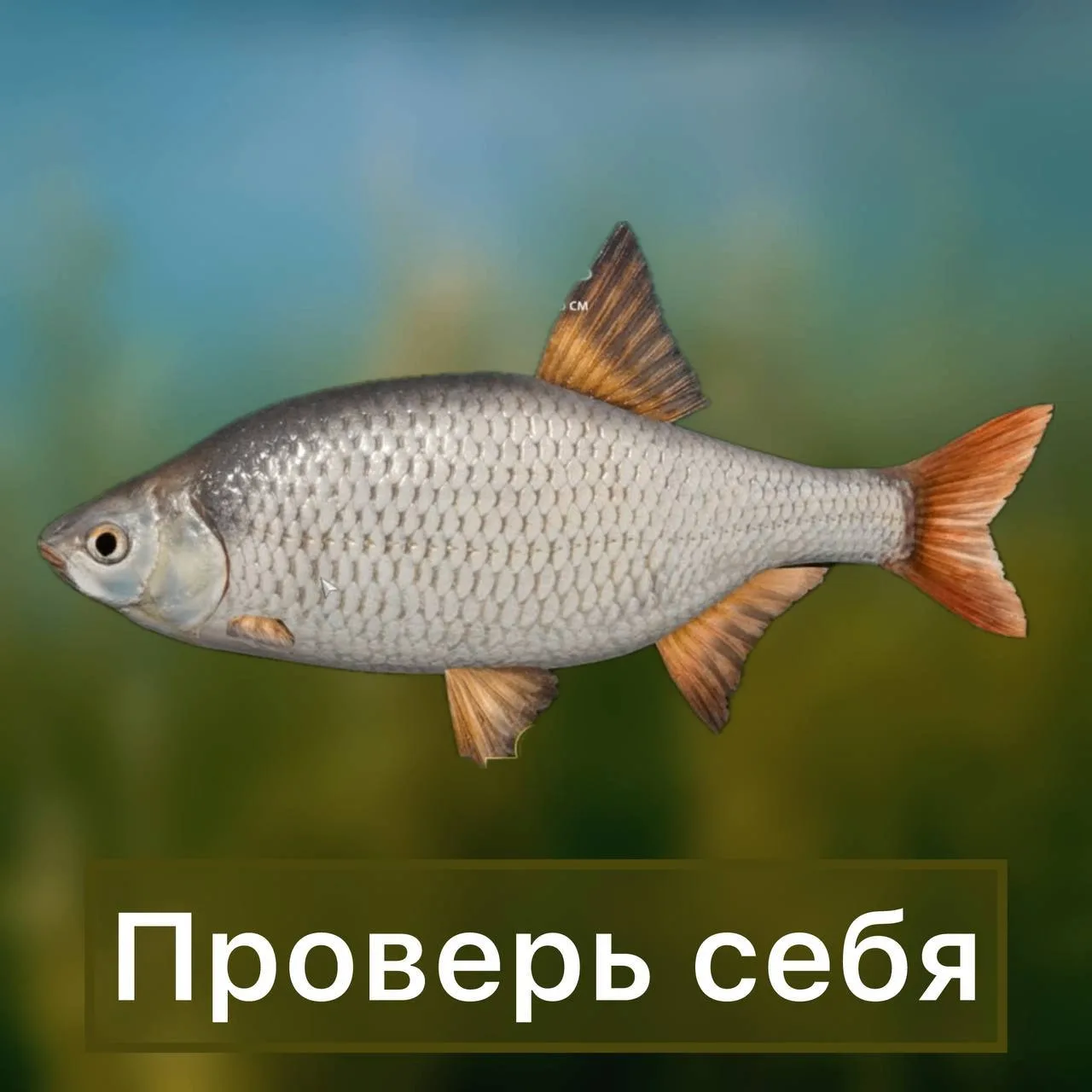 ❓🤔 ЧТО ЗА РЫБА НА ФОТО? 🐟