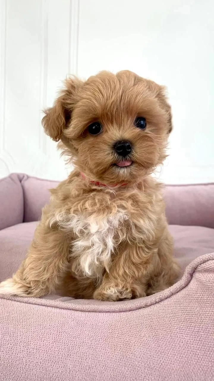 That little tongue says it all 😛🤎
