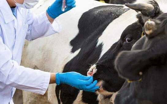 🐄 В Новосибирской области завершено изъятие животных из очагов заражения пастереллезом