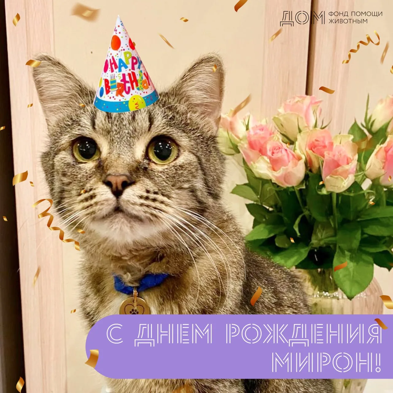 🎂 Сегодня особенный день у нашего подопечного — котика Мирона! 🐱❤️

У него день рождения, и он вст