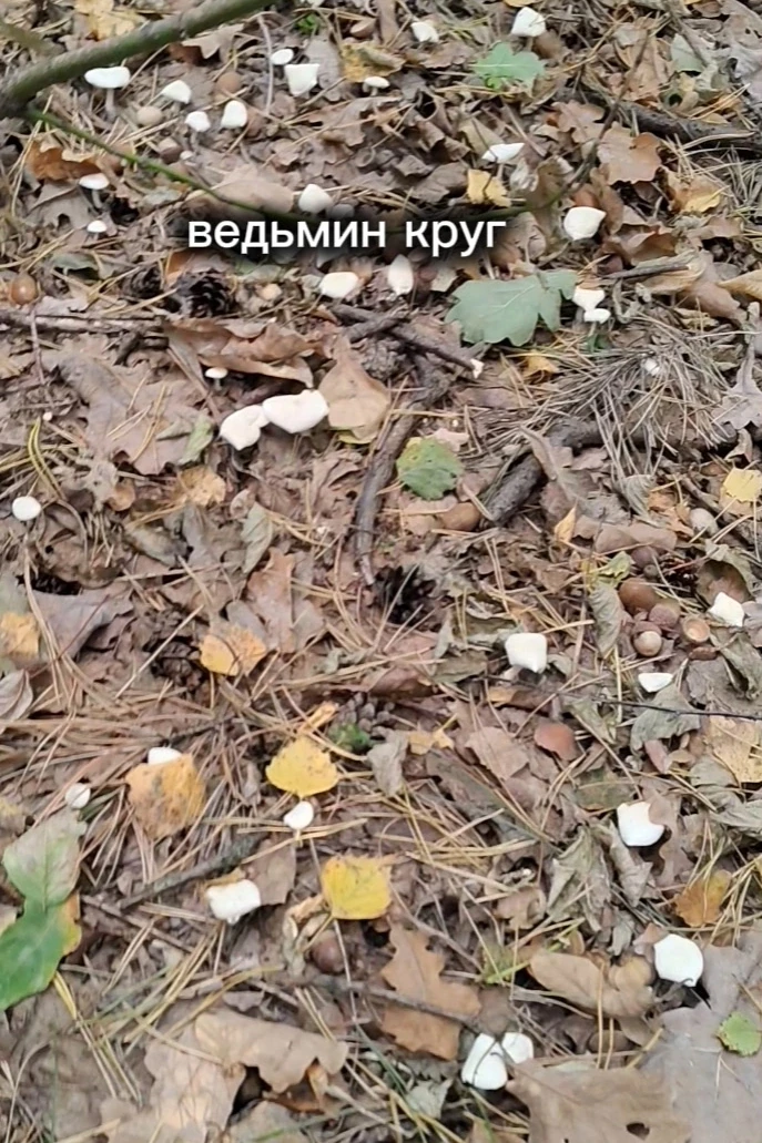А вы видели такое в живую? Это завораживает