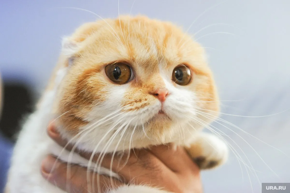 🐈 Кот не игрушка: суд отказался возвращать животное сургутянину, который сам сдал его в приют

Жите