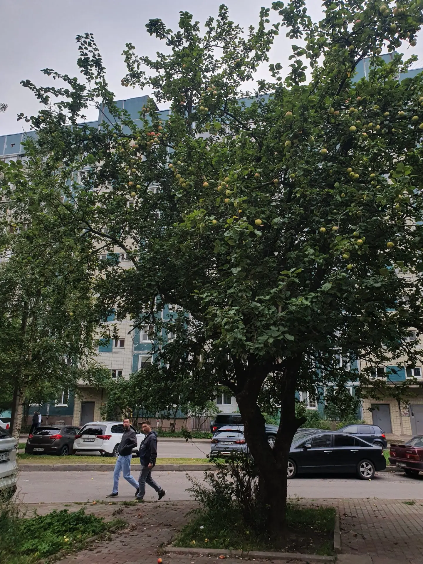 На нашей любимой яблоне в Сертолово уже совсем спелые и красные яблочки 🍎. Можно собир...