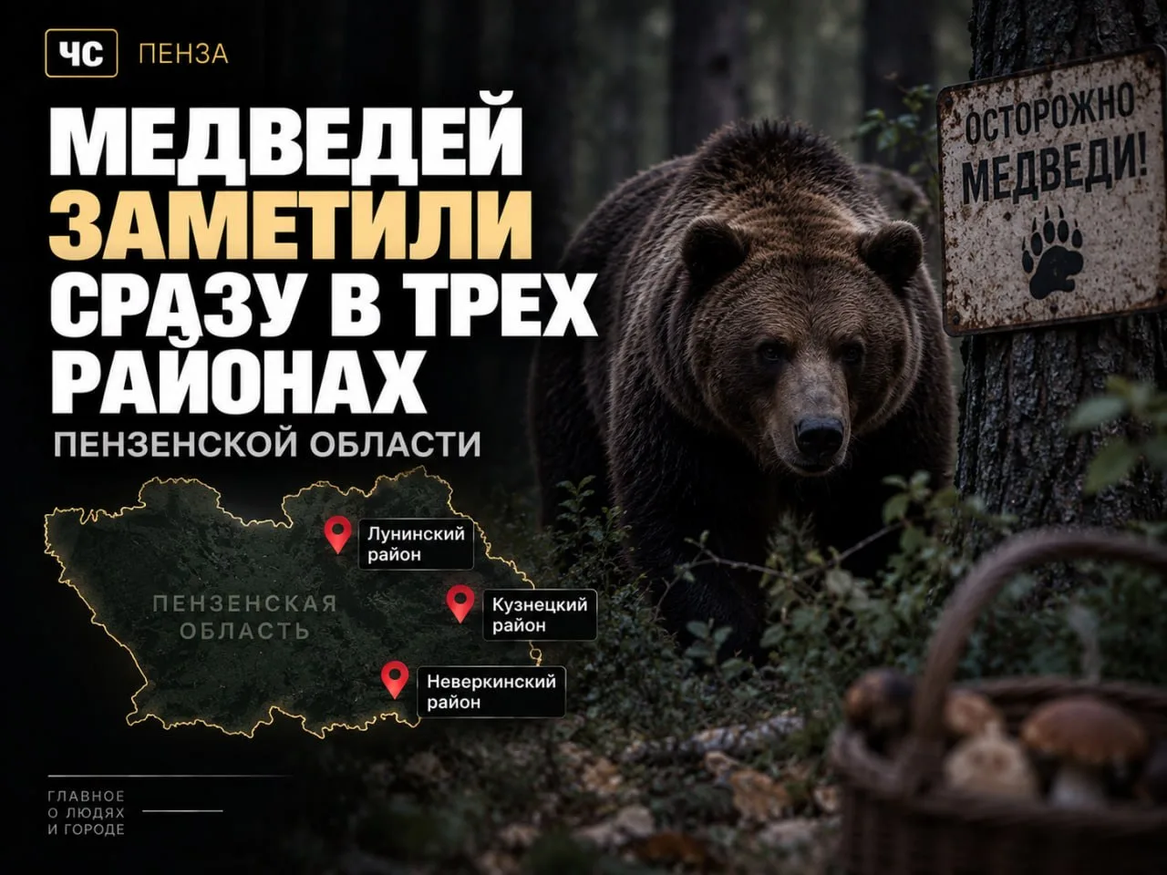🐻 Медведей заметили сразу в трёх районах Пензенской области