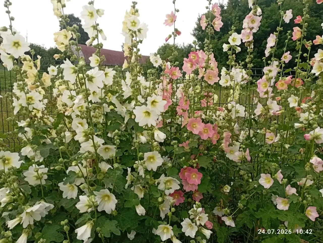 Мәктәбебез чәчәкләр кочагында! 🌺🌿
Ямьле җәй аенда мәктәп бакчасында чын матурлык хөкем сөрә. Бакча
