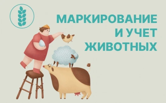 Маркировка скота в 2026: главное