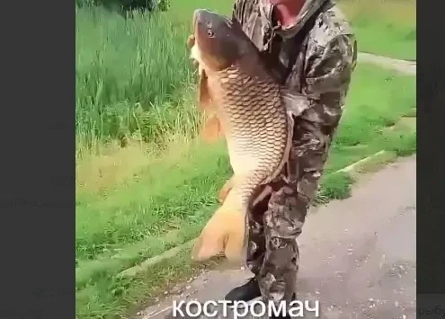🔥🔥🔥 Костромич выловил в Берендеевке царь-рыбу

Вы тоже думали, что улов из пруда годится разве чт