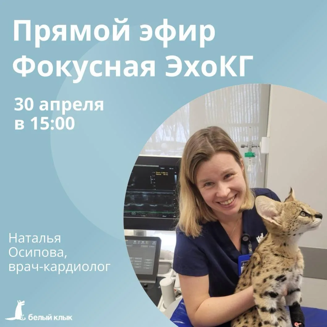 Фокусная ЭхоКГ: когда нужно быстро понять, что происходит