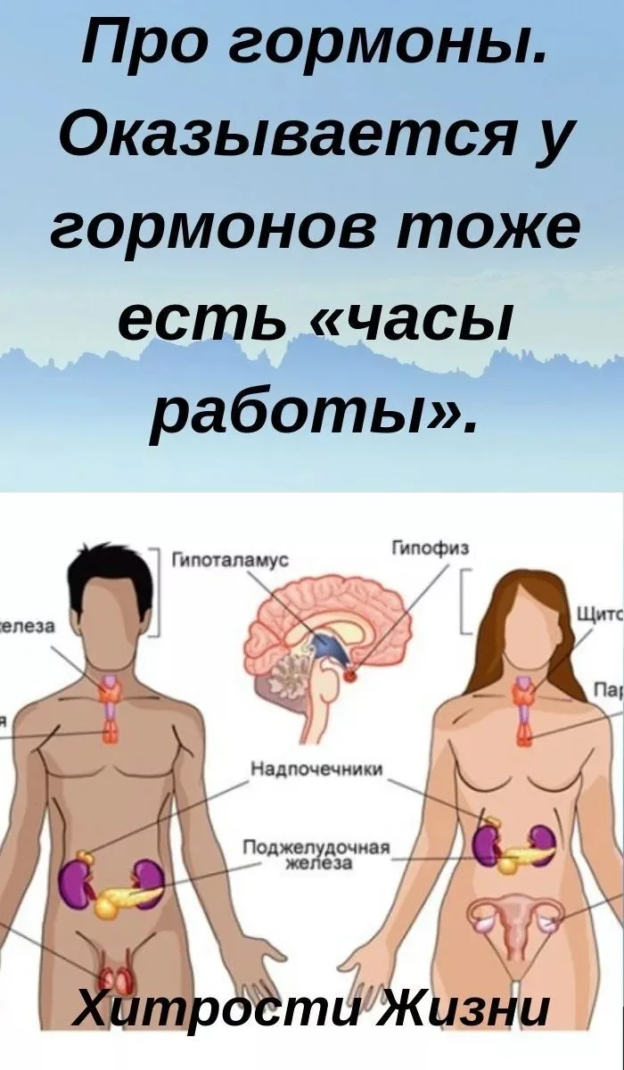 ГОРМОНАЛЬНОЕ РАСПИСАНИЕ🕰