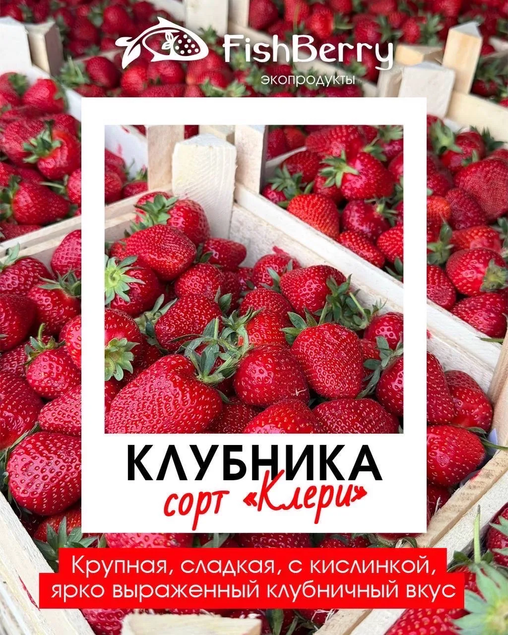 Клубника из Киргизии 🍓 Ягода сортовая крупная, ароматная, сочная, сладкая. Выращена без химии  🚚 Маш