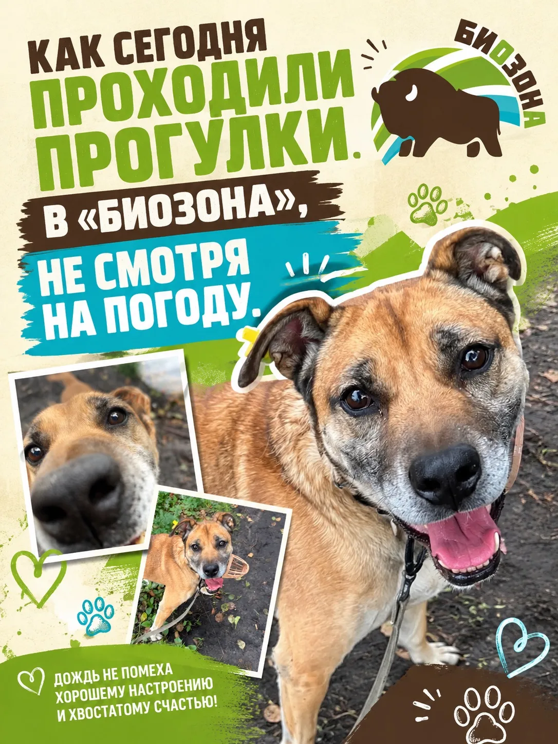 Как сегодня проходили прогулки, не смотря на погоду. От Алёны: Удивлена, что с Морисом ...