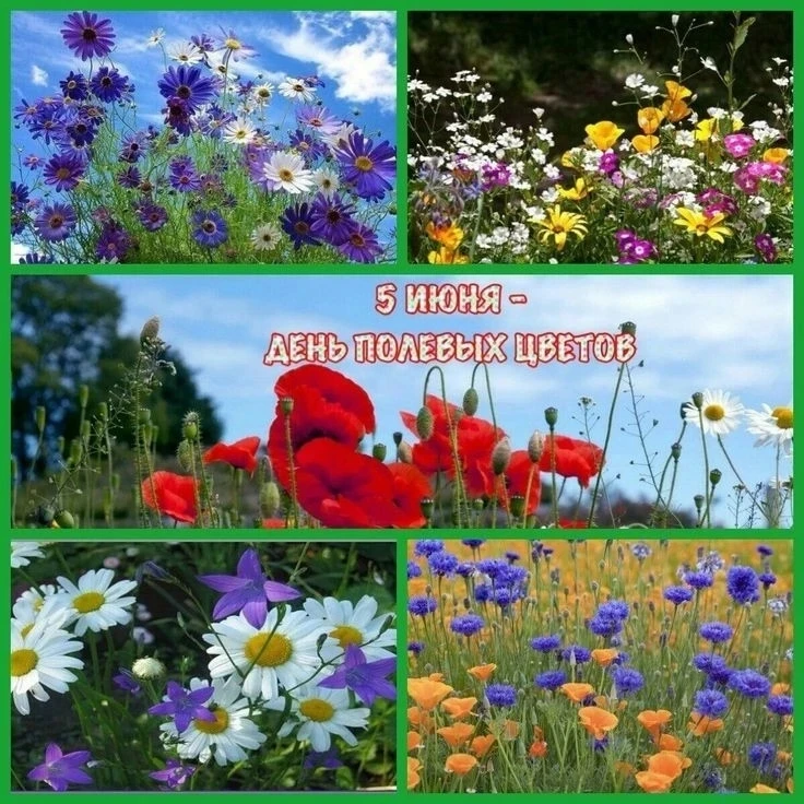Сегодня во 2 группе прошла  экскурсия на тему «День полевого цветка».🌼🌻🌸 Вначале дет...