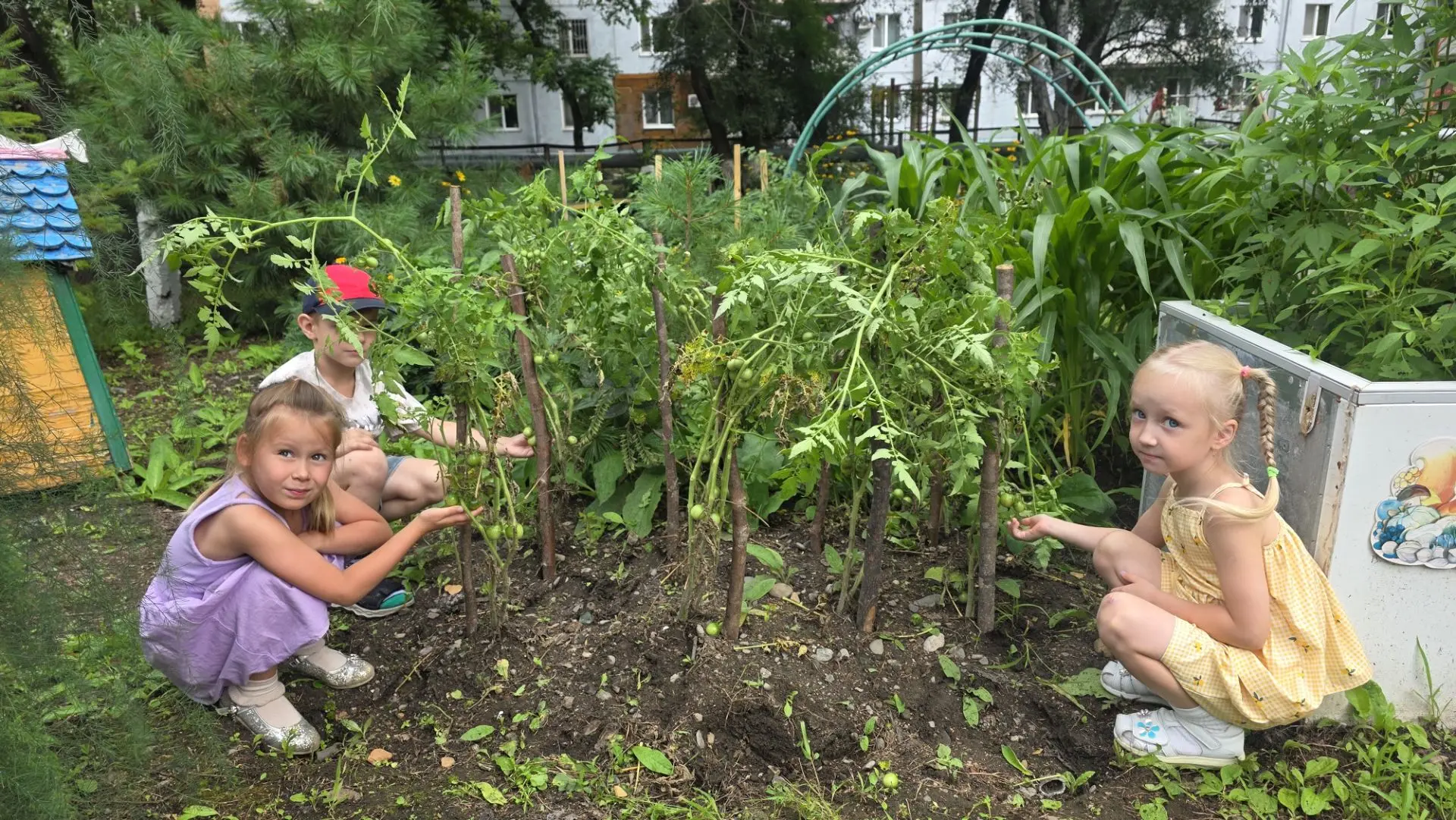 🍅 Наблюдаем за ростом помидоров!