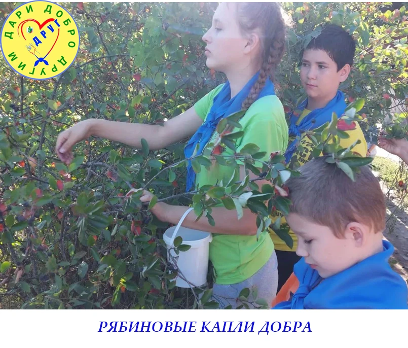 РЯБИНОВЫЕ КАПЛИ ДОБРА