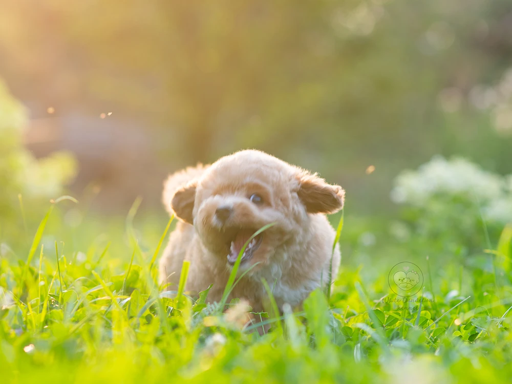 А  Мармелад вышел на охоту за хорошим настроением! 🐾😄