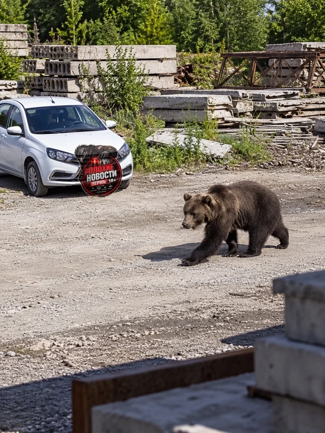 🐻 В Соликамске медведь спокойно разгуливает рядом с домами 😳