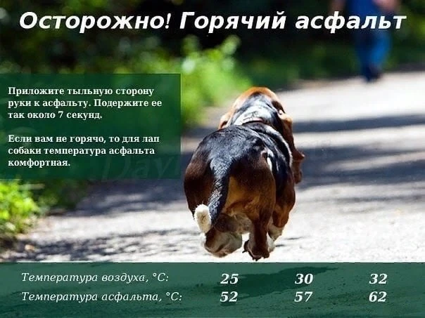 Раскаленный летний асфальт – это настоящая пытка для нежных подушечек лап ваших питомцев! 🥵 Он нагр