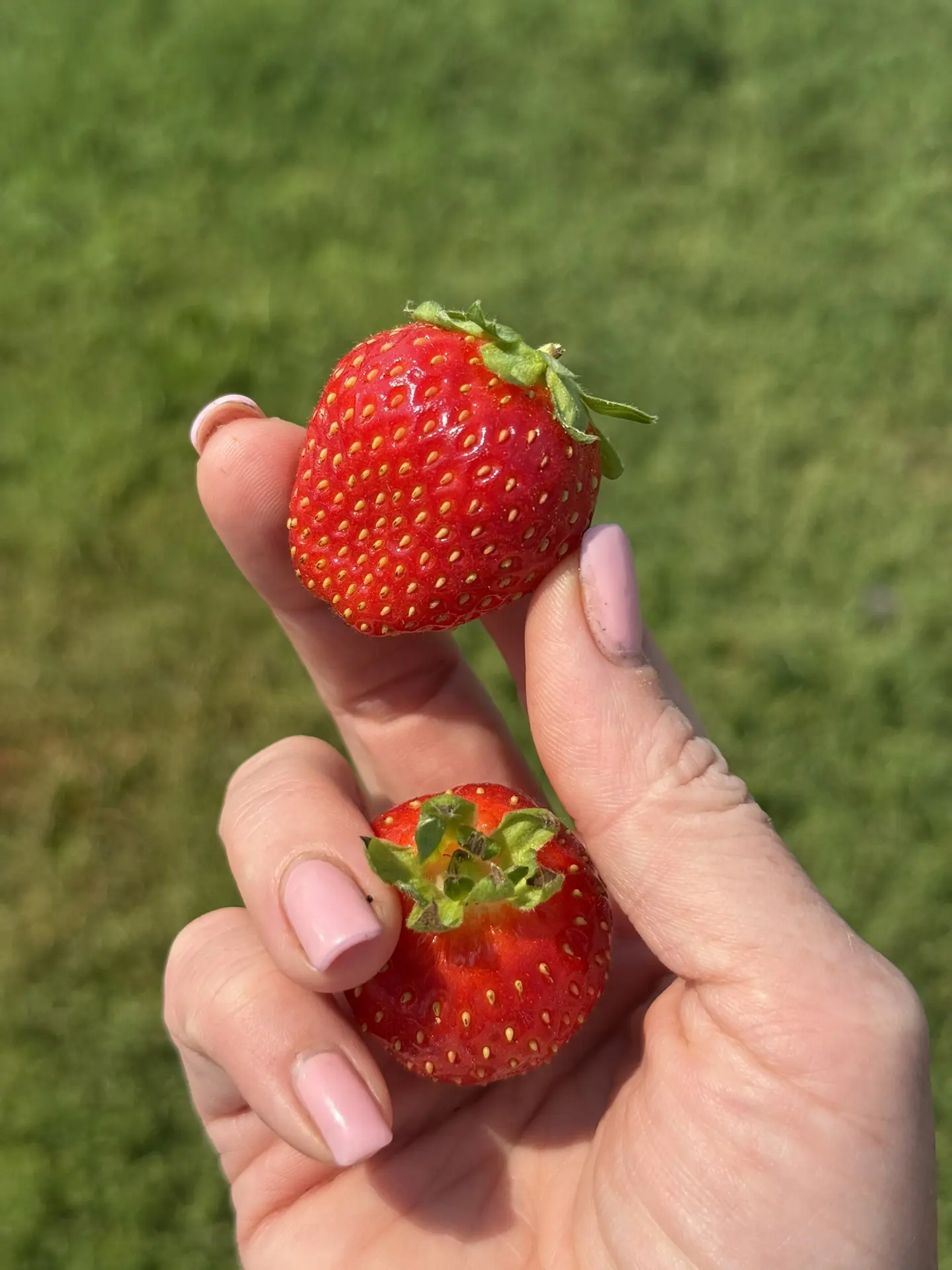 КЛУБНИКА С ФЕРМЫ

У нас на данный момент есть: 

🍓 14 кг клубники по 1200₽/кг
🍓 22,5 кг клубники н