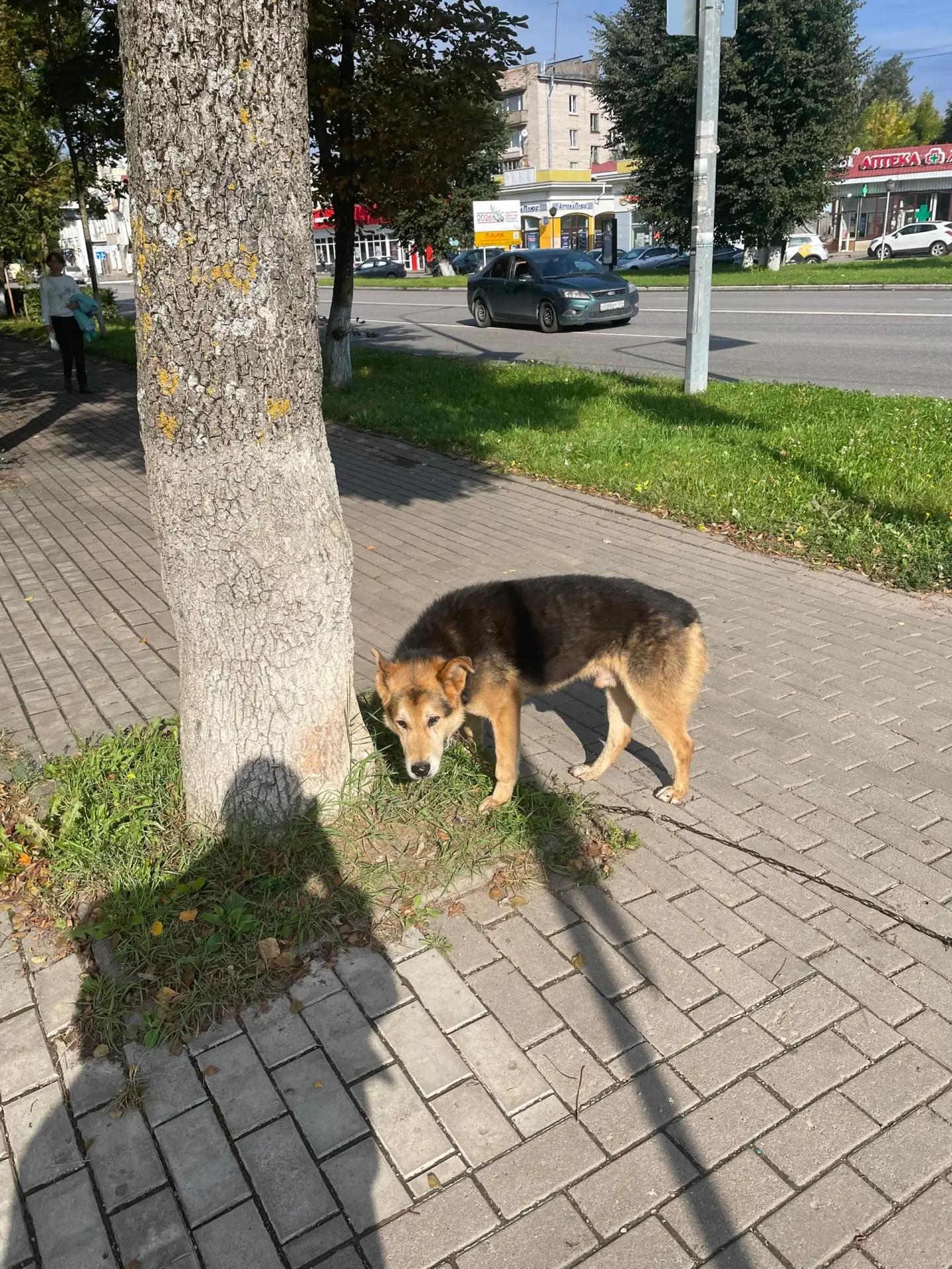 Кто потерял собаку, бегает с цепью в районе гдк