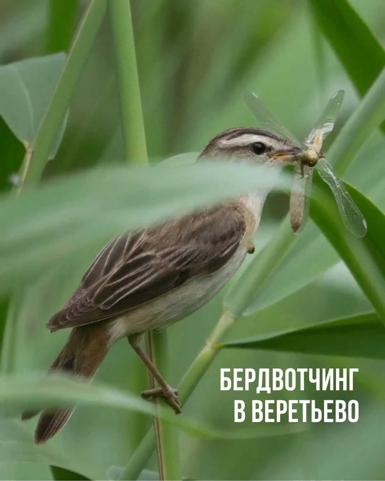 С 15 по 17 мая приглашаем вас узнать много интересного о мире насекомых и птиц!