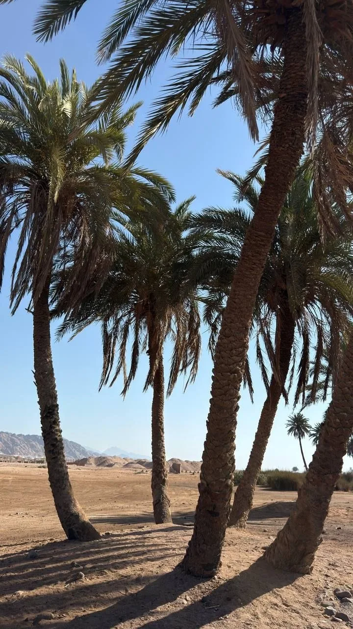 Египет в сентябре 🇪🇬