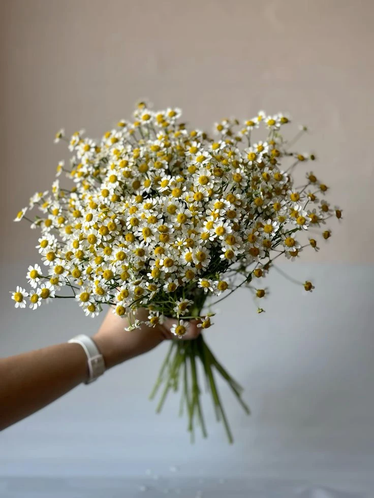 Откуда пошло гадание на ромашке? 🌼

Эта традиция — чистокровная французская романтика. Корни уходят