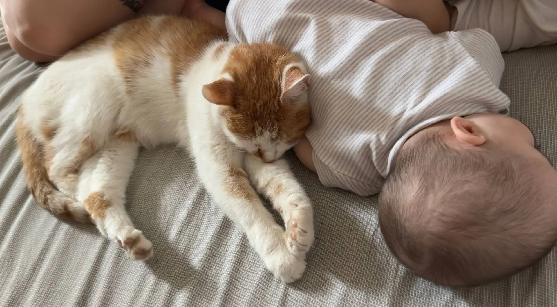 У них нет родословной, но есть сердце полное любви 🥰