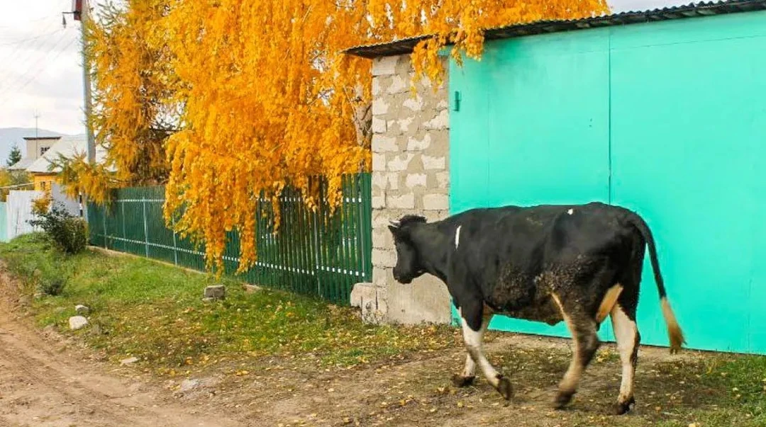 50 лет в криобанке: в Подольске возродят редкую отечественную породу коров