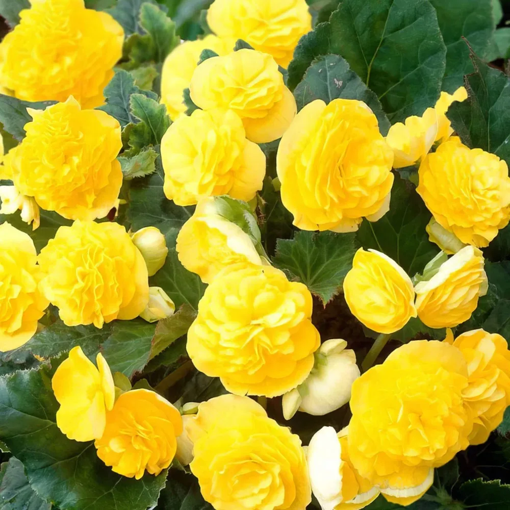 Новинки клубневых бегоний для вдохновения! 🌺  Готовы превратить балкон, террасу или клумбу в выставк