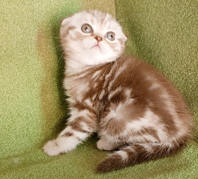Шотландские котята мраморных окрасов готовы подарить Вам любовь и ласку
Мариуполь
+79497316521

@zoo