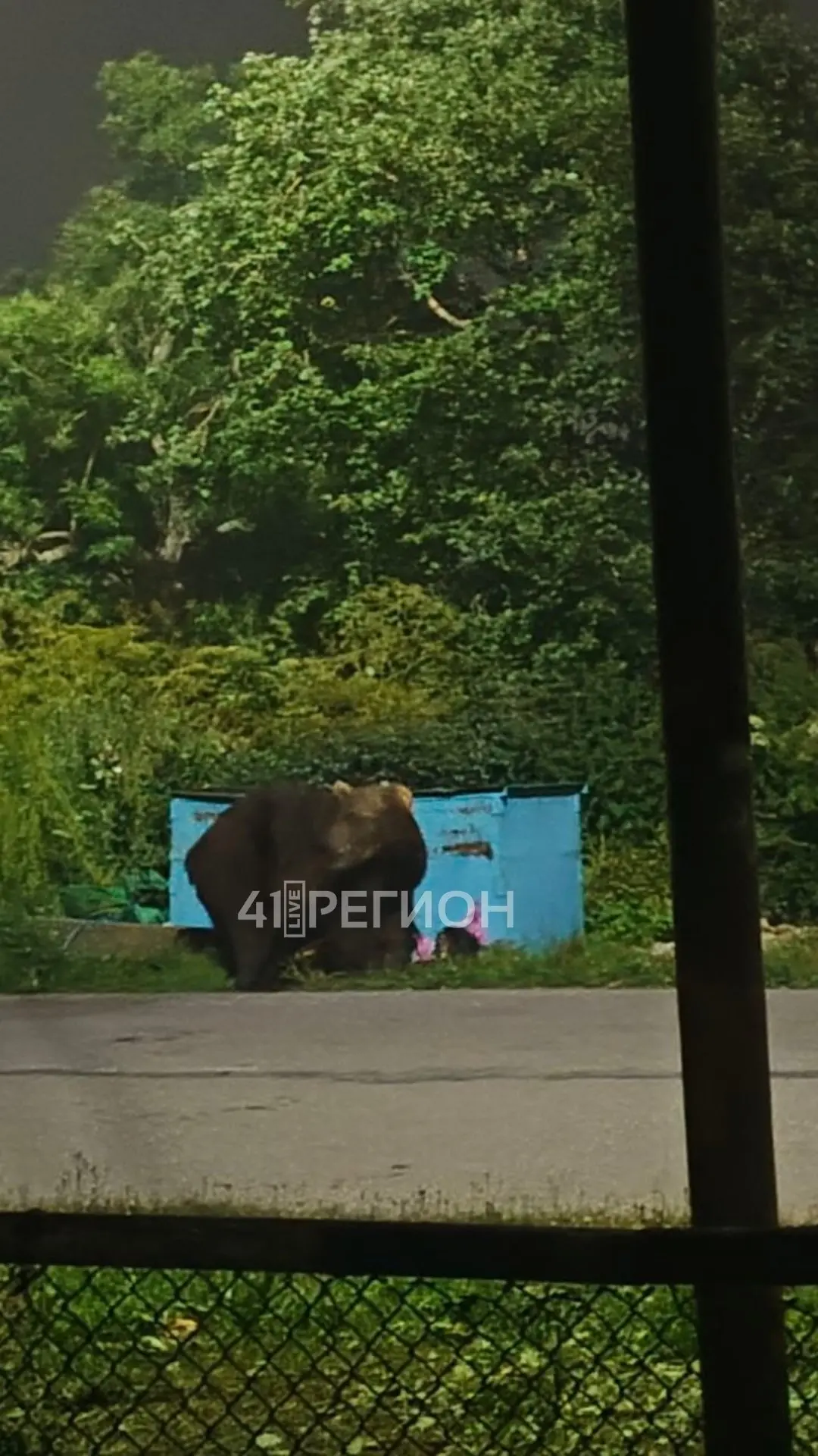 Медведь был замечен минувшим вечером в Усть-Большерецке 🐻