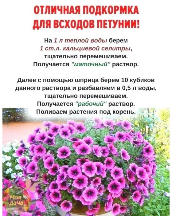 Отличная подкормка для восходов петунии 👌