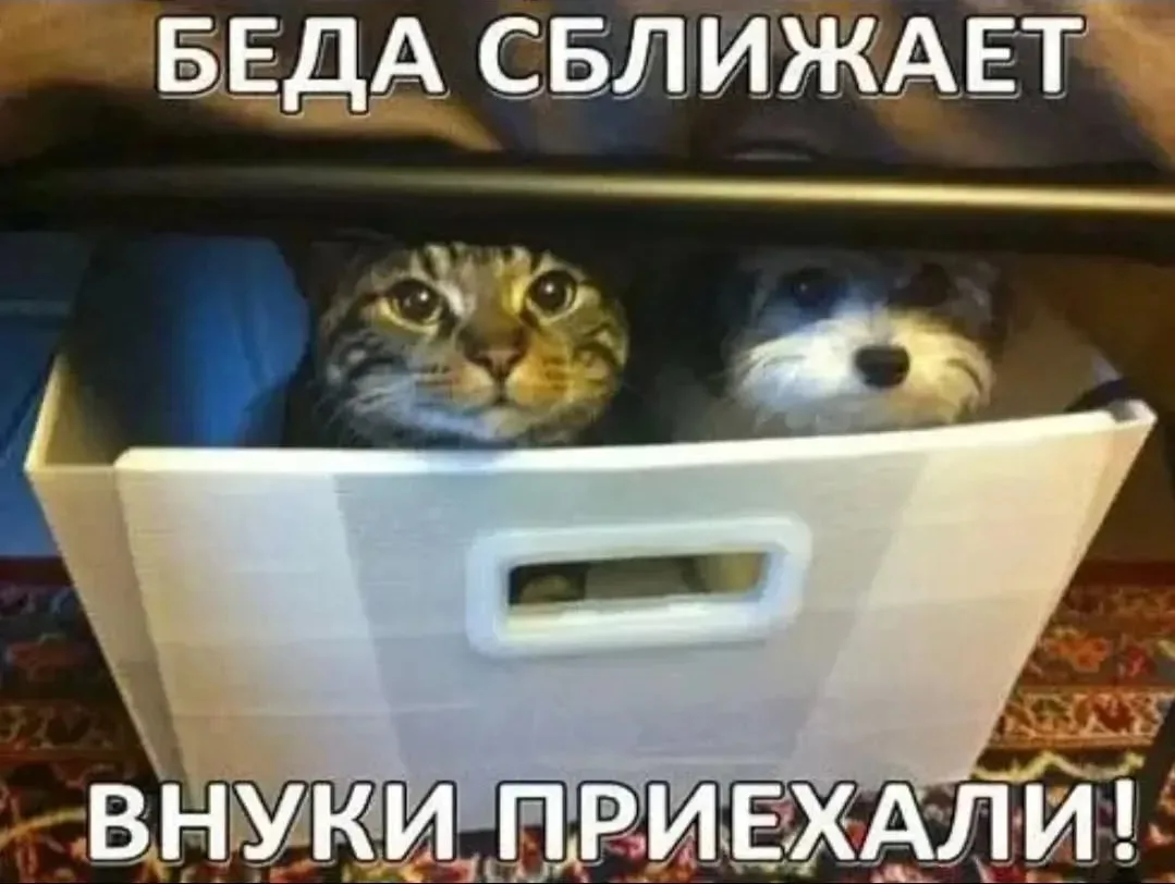 🫠И жили они как кошка с собакой и прятались вместе)))