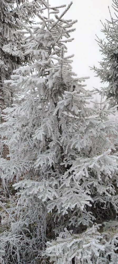 Россия в кадре🇷🇺
🌲 Природа нашего края: калейдоскоп красок в любое время года!
Часто, мечтая об о