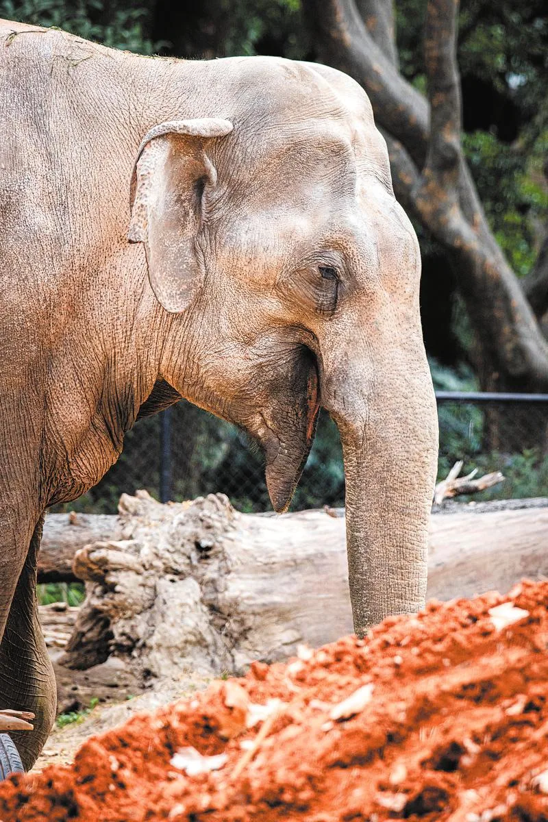 😭🐘 Старейший азиатский слон Бамо умер в китайском зоопарке. Ему было 65 лет