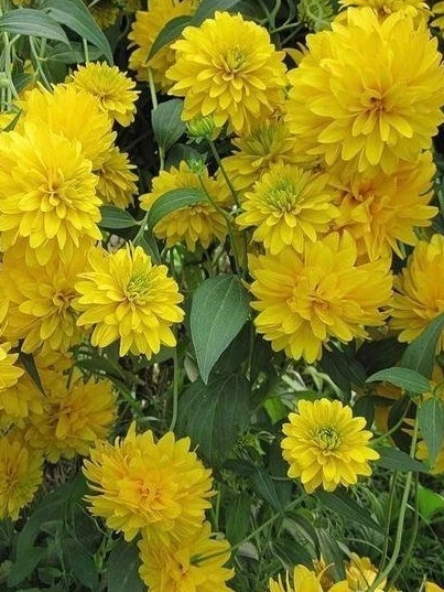 😍У каждого из нас есть свой «бабушкин цветок» — тот самый, что рос в палисаднике, пах ...