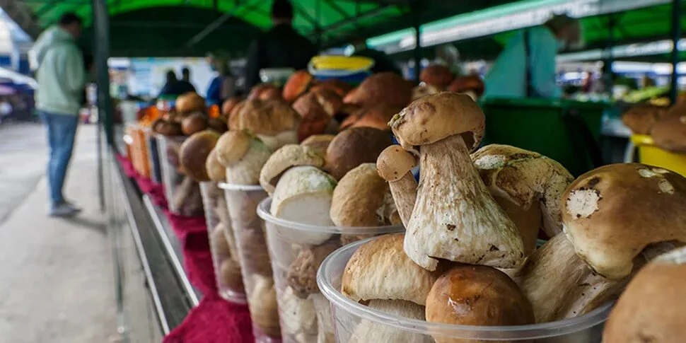 🍄 ГРИБЫ НА РЫНКЕ: ЧТО ВАЖНО ЗНАТЬ ПРОДАВЦАМ И ПОКУПАТЕЛЯМ