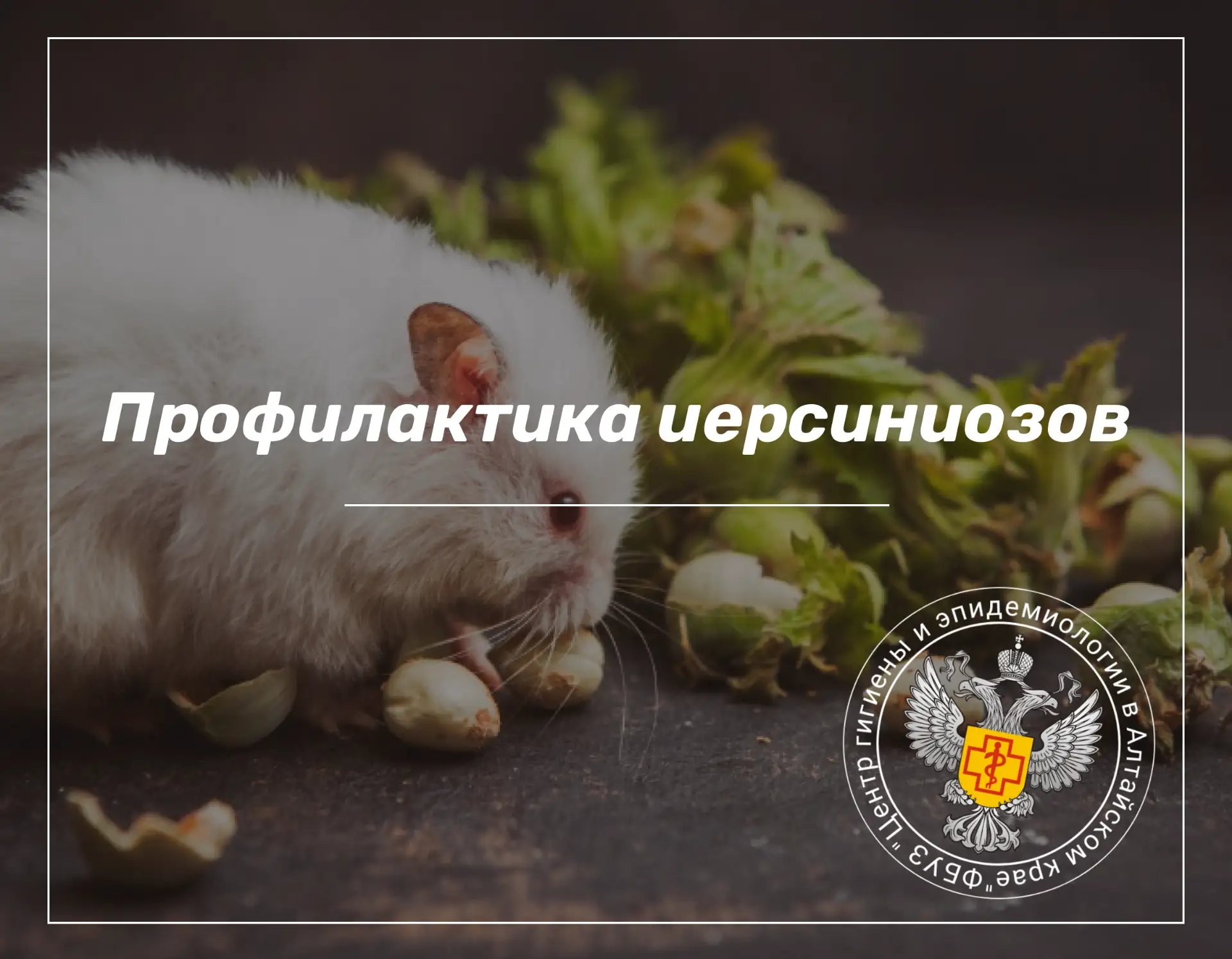 🐀Иерсиниозы (псевдотуберкулез, кишечный иерсиниоз) – это инфекционные заболевания, заражение челове