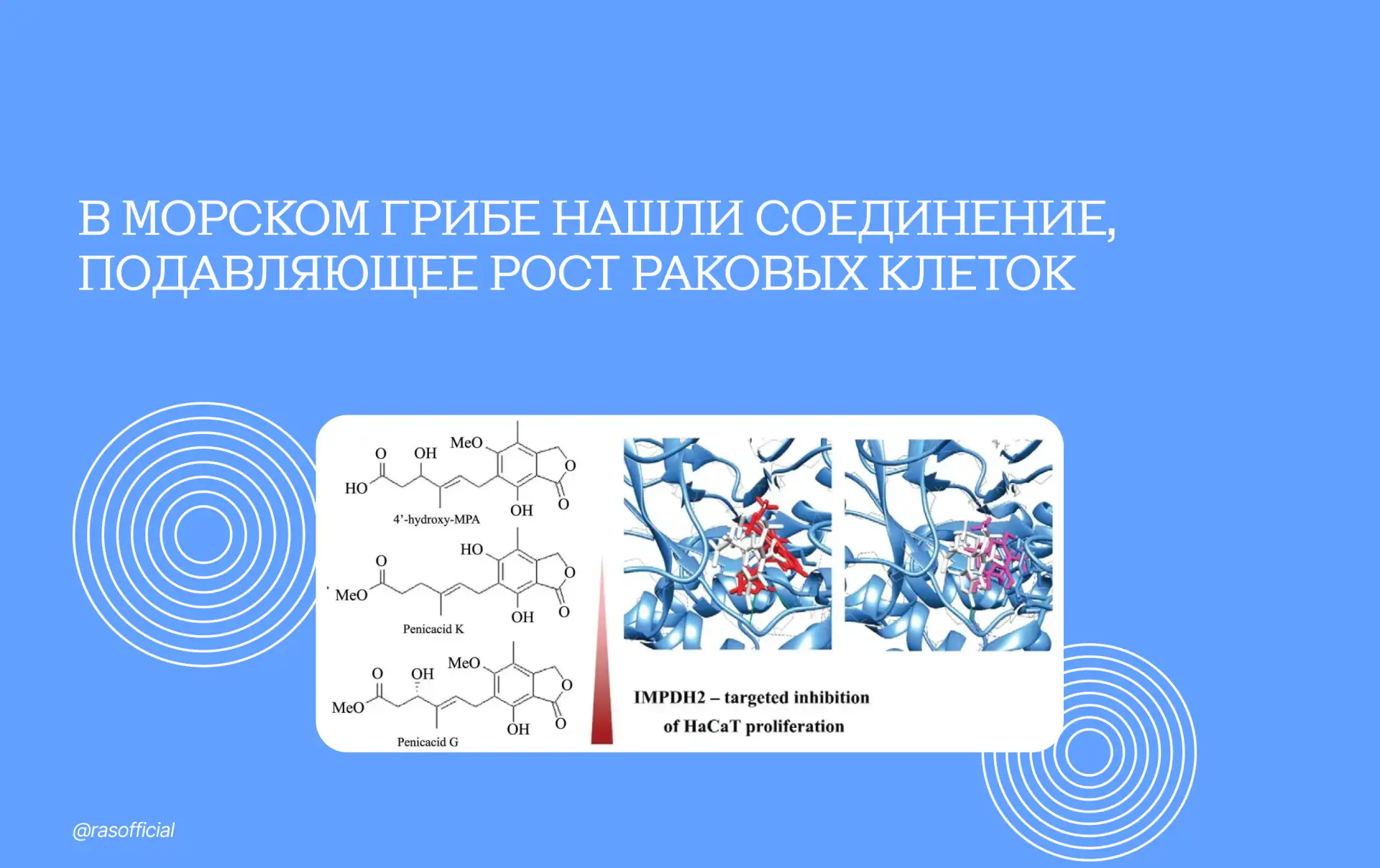 В морском грибе нашли соединение, подавляющее рост раковых клеток