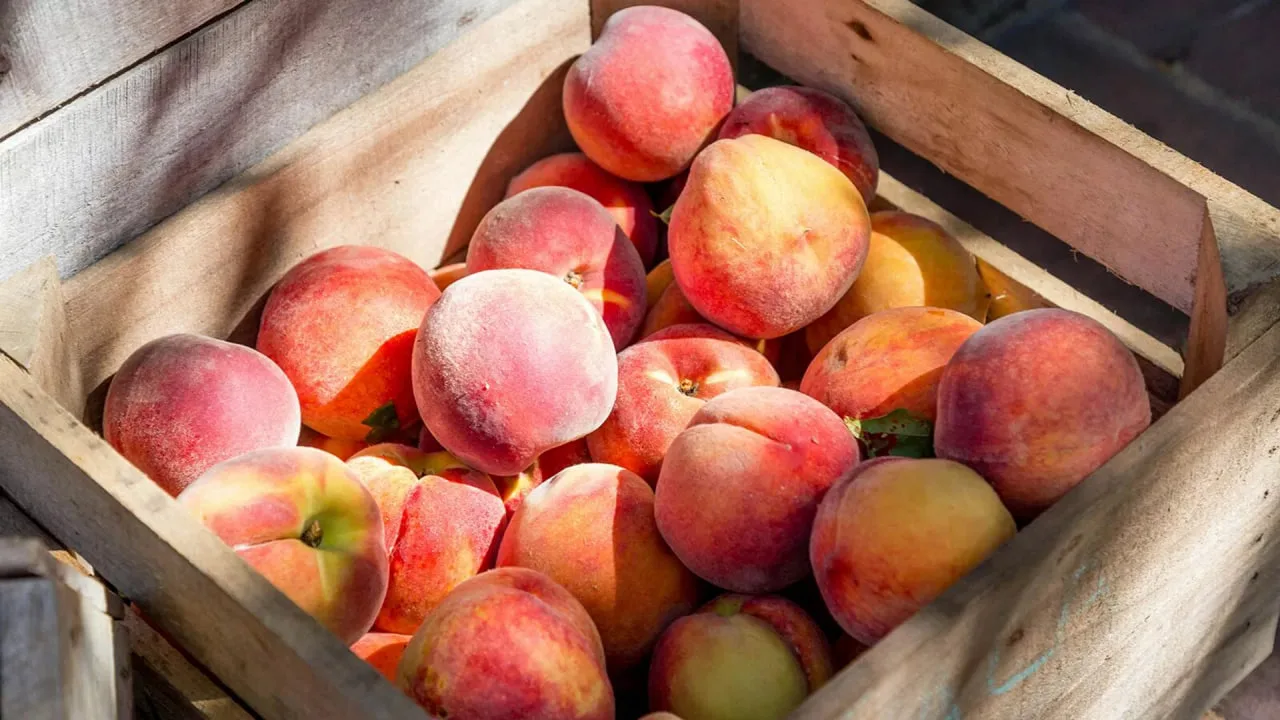 🍑Персики — только начало: какие проблемы грозят аграрному сектору Армении❓